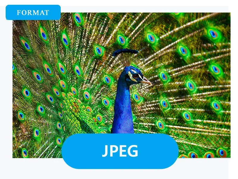 اختر JPG كإخراج.